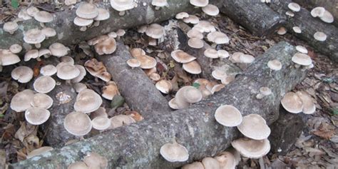 Growing Shiitake On Logs • Mushroom Mountain