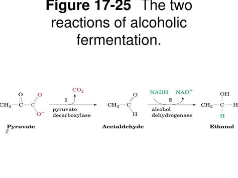 PPT - Figure 17-24 Reaction mechanism of lactate dehydrogenase. PowerPoint Presentation - ID:6896464