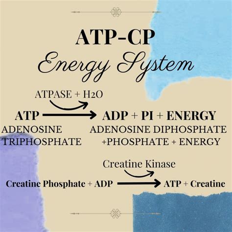 8.3 Phosphagen System (ATP-CP System) – Nutrition and Physical Fitness