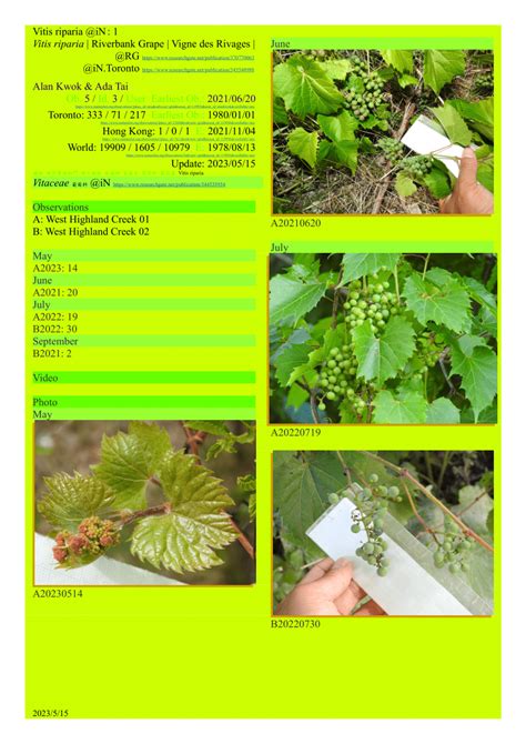 (PDF) Vitis riparia @iN