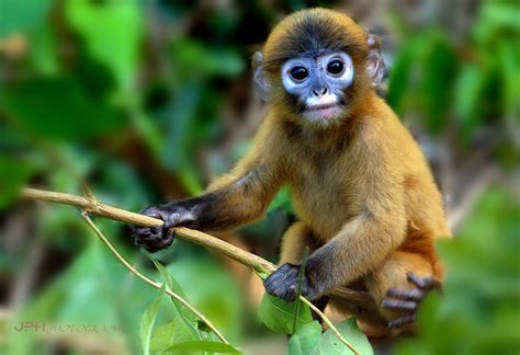 Dusky langur by Jakkaphan Hirunviriya / 500px