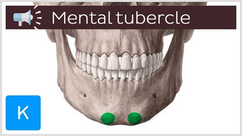 Mental tubercle | Anatomical Terms Pronunciation by Kenhub - YouTube