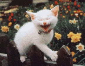 Smiling Cat GIFs - Get the best GIF on GIPHY