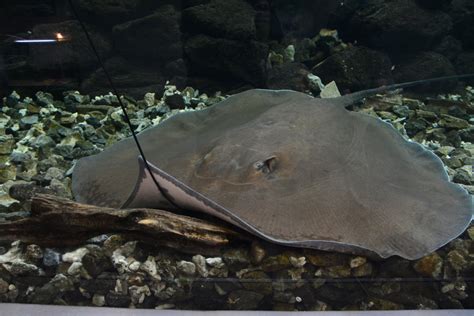 Giant freshwater stingray (Urogymnus polylepis) - ZooChat