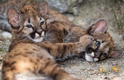 Two Tiny Mountain Lion Cubs At Play : Earthmind