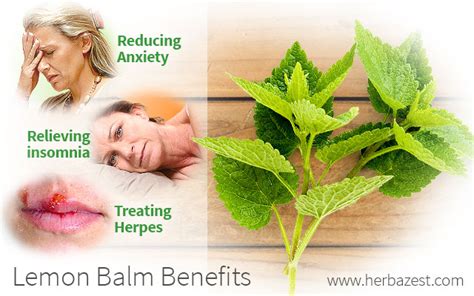 Lemon Balm Benefits | HerbaZest