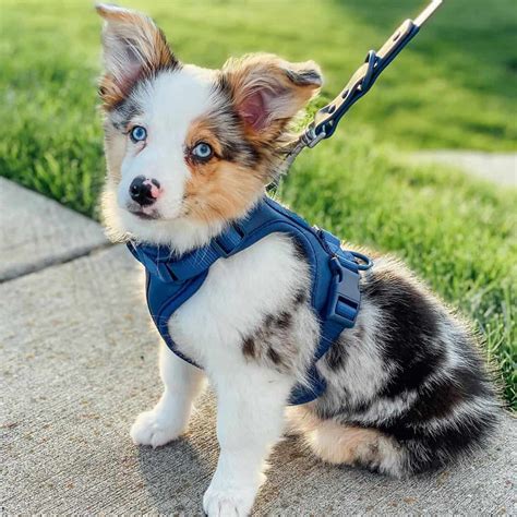 Is the Australian Shepherd Corgi mix a good family dog? - K9 Web