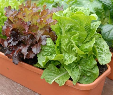 11 Tips for Growing Lettuce Indoors In Containers