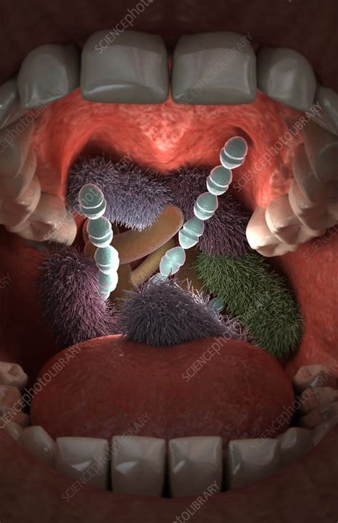 Mouth bacteria - Stock Image - F002/4403 - Science Photo Library