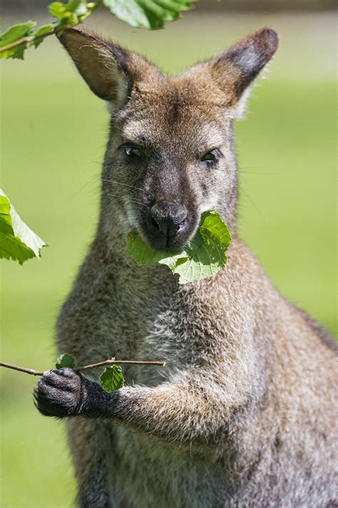 Male kangaroo eating leaves | The male kangaroo of the Toni'… | Flickr