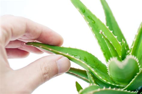 Aloe Vera Farming Guide, Aloe Vera Cultivation For Beginners