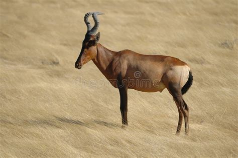 Red Hartebeest stock image. Image of horn, nature, namibia - 4221559