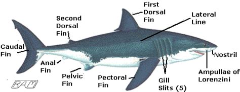 External Anatomy Of A Shark - Anatomical Charts & Posters