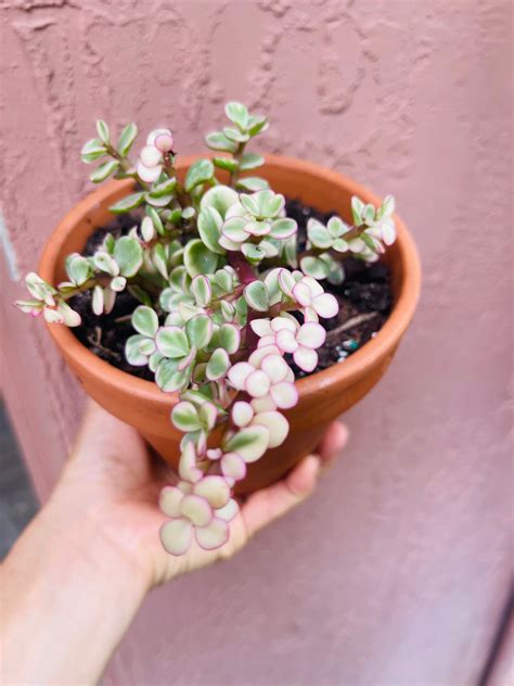 Pink House Plant Pink Variegated Succulent Jade Plant Rare - Etsy UK