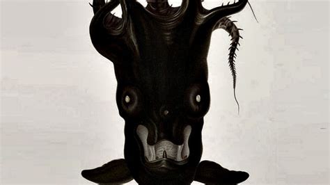 Vampire Squid Facts You Need to Know! | Always Learning!