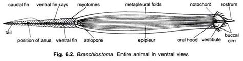 External Morphology of Branchiostoma (With Diagram) | Chordata | Zoology