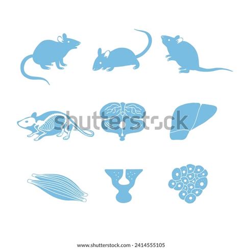 Lab Mouse Anatomy Internal Organs Tissues Stock Illustration 2414555105 ...