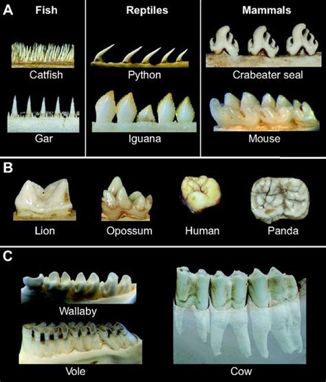 Dentaltown - Tooth shape formation and tooth renewal: evolving with the same signals. | Teeth ...