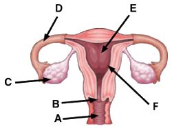 Reproductive System Diagram Quiz - Captions Tempo