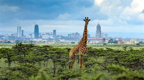 Nairobi Trips: 1- Day Nairobi National Park ½ Day Trip | Sojourn Safaris