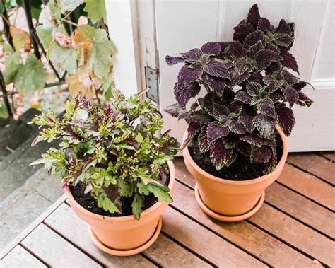 Coleus: Indoor Plant Care & Growing Guide