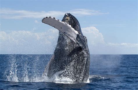 Humpback Whale Breaching Maui Hawaii Photograph by Flip Nicklin - Fine ...