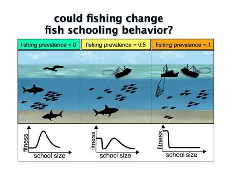 Danger in Numbers | Ecology, Evolution and Marine Biology | UC Santa Barbara