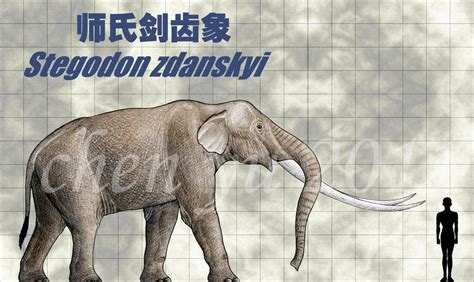 Stegodon zdanskyi | Extinct animals, Prehistoric animals, Megafauna