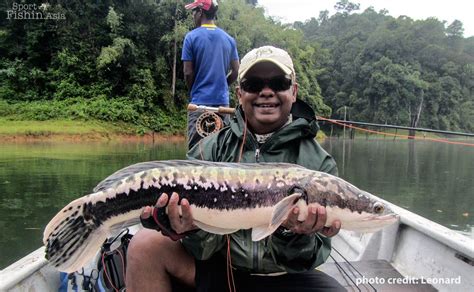 Fly-fishing for giant snakehead (toman)