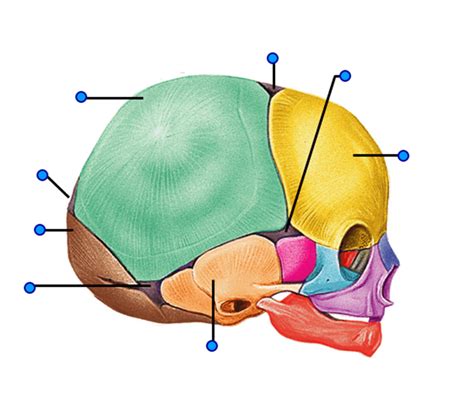 Infant Skull, Skull anatomy Diagram | Quizlet