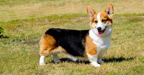 Corgi Colors: Rarest to Most Common - A-Z Animals