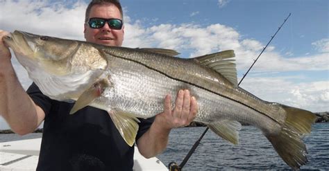 Snook Fishing Tips With The Captain Who's Landed Over 300,000 Snook! | Snook, Fishing tips, Fish