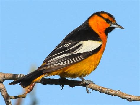 Bullock's Oriole (west) | Celebrate Urban Birds