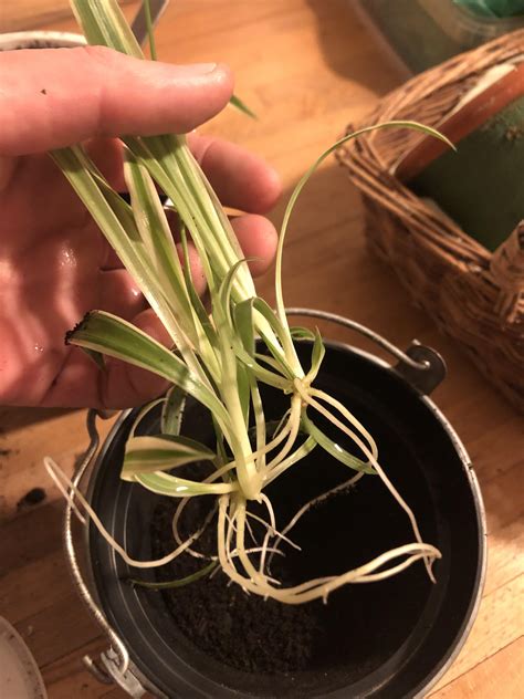 Spider plant propagation. : r/houseplants