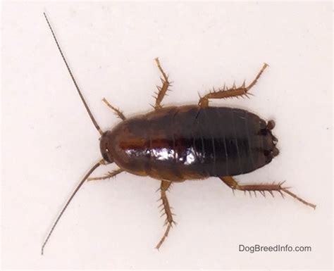 Pictures of the Cockroach along with information, nicknamed Waterbug