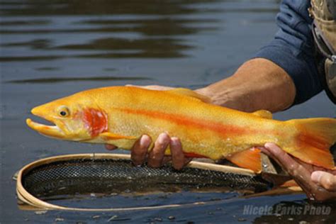 GOLDEN TROUT OF CALIFORNIA