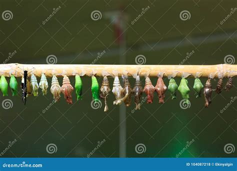 Butterfly Hatching in Row of Cocoons Stock Photo - Image of sleeping ...