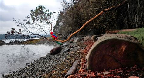 Yellow Island Trees — The Nature Conservancy in Washington