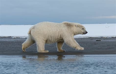 Polar bears and the changing climate