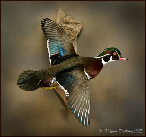 Wood Duck Flying Mount