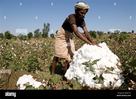 India M.P. Khargone , fair trade and organic cotton farming Stock Photo ...