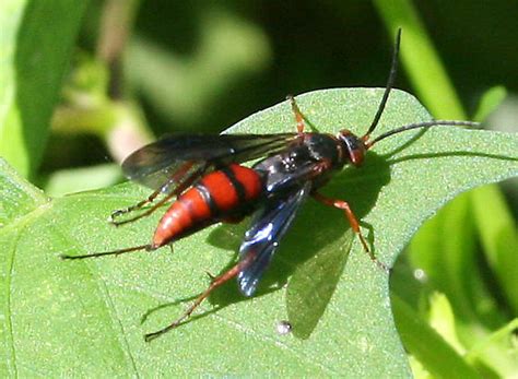 Big Red & Black Wasp ID Request - Tachypompilus ferrugineus - BugGuide.Net