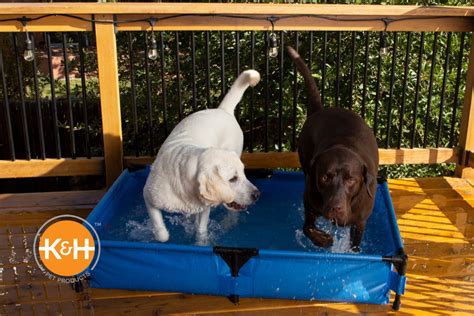 7 Fun Activities to Do with Your Dog this Summer — K&H Pet Products