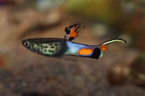 Endler Guppys im Aquarium - Aquarium-Fische-Pflanzen.de