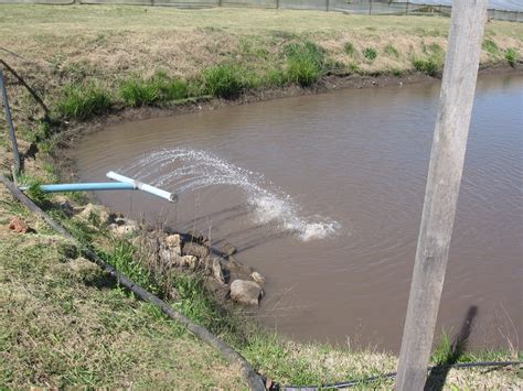 Potential farming of Nile tilapia (Oreochromis niloticus) in Uruguay | Fish Consulting Group