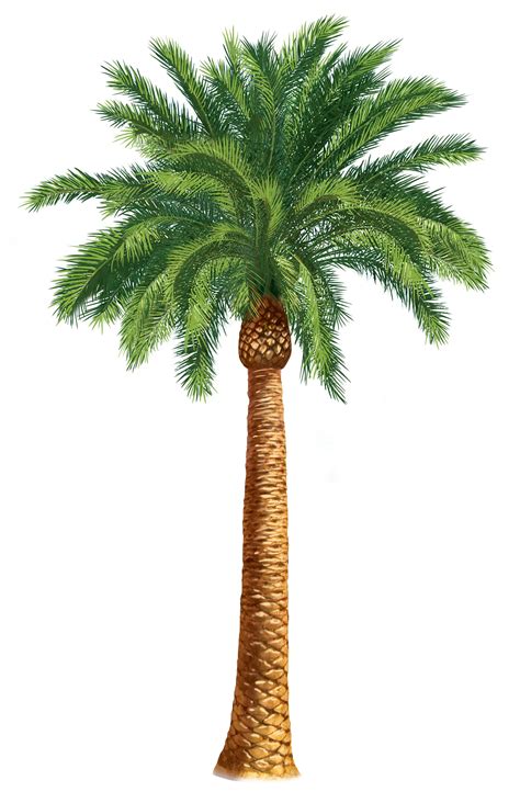 Palm Trees Clip Art | Units 5 + 6 Clipart - The Gospel Project #picturesofpalmtreesonthebeach ...