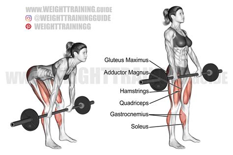 Barbell Romanian deadlift exercise instructions and video | Weight ...