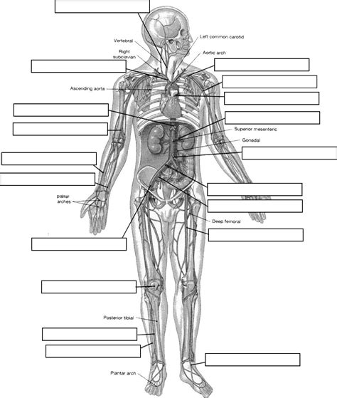 Worksheet Major Veins Of The Body Labeled