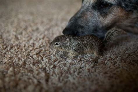 Baby Squirrel Rescued - ABC News