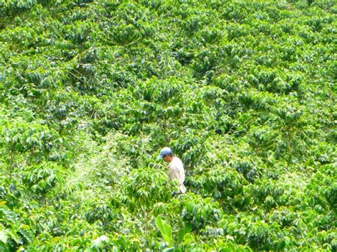 Visiting a Coffee Farm in Colombia